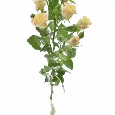 ROSA TR CANDELICIOUS 60cm{5+